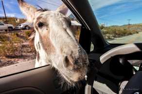 Oatman resident-7954.jpg